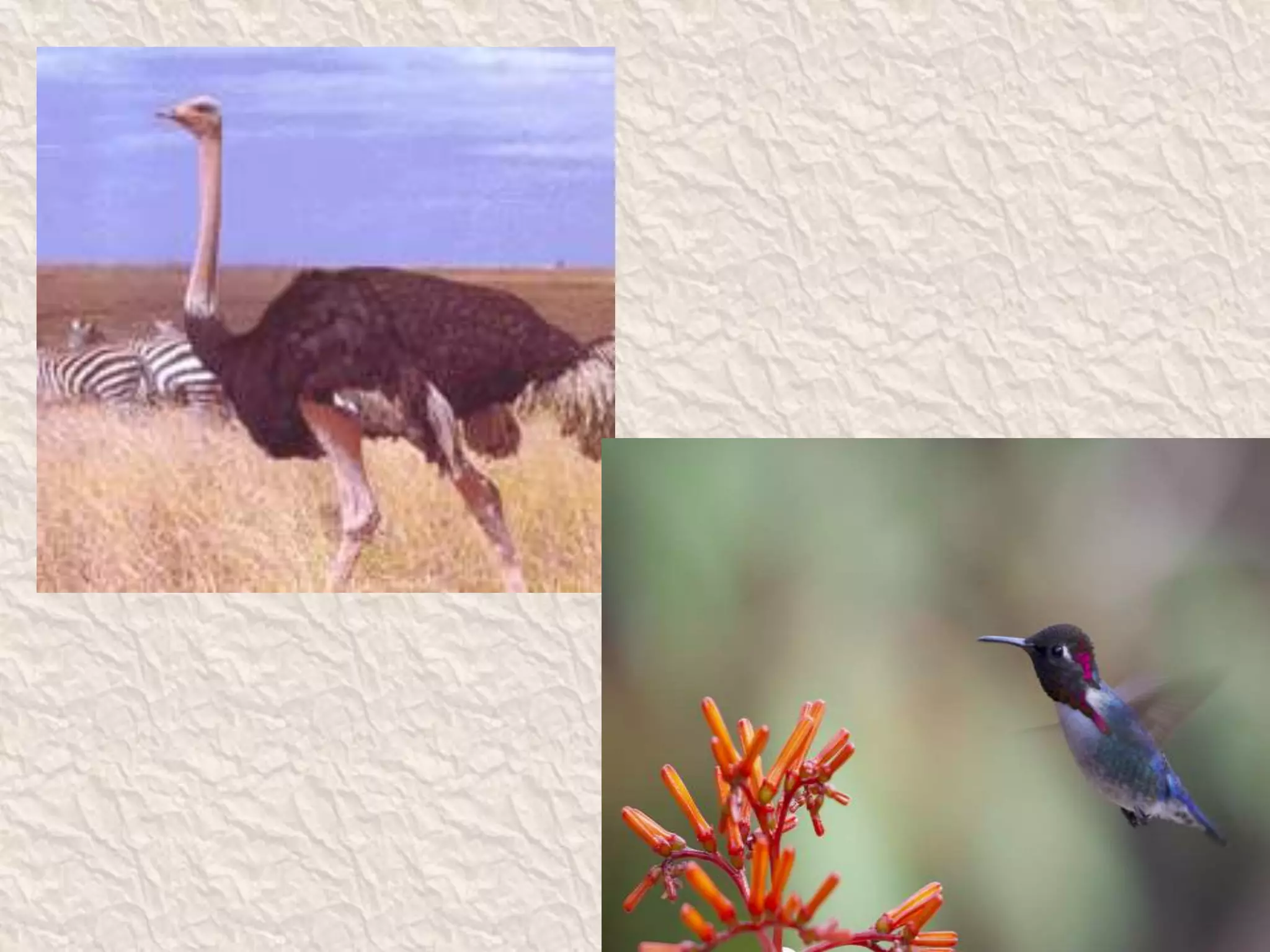 • Largest
• Smallest birds pics
 