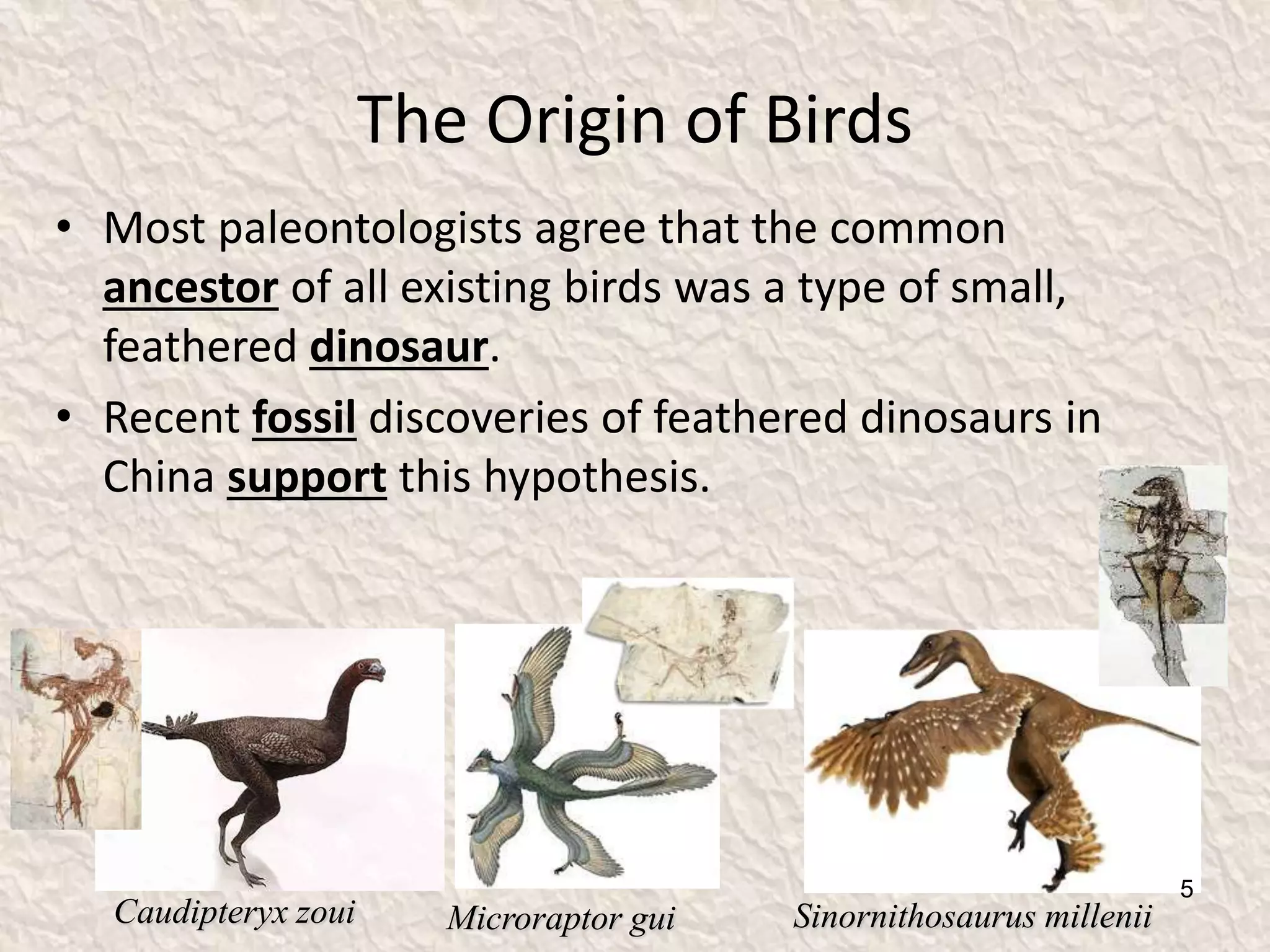 The Origin of Birds
• Most paleontologists agree that the common
ancestor of all existing birds was a type of small,
feathered dinosaur.
• Recent fossil discoveries of feathered dinosaurs in
China support this hypothesis.
Caudipteryx zoui Sinornithosaurus milleniiMicroraptor gui
5
 