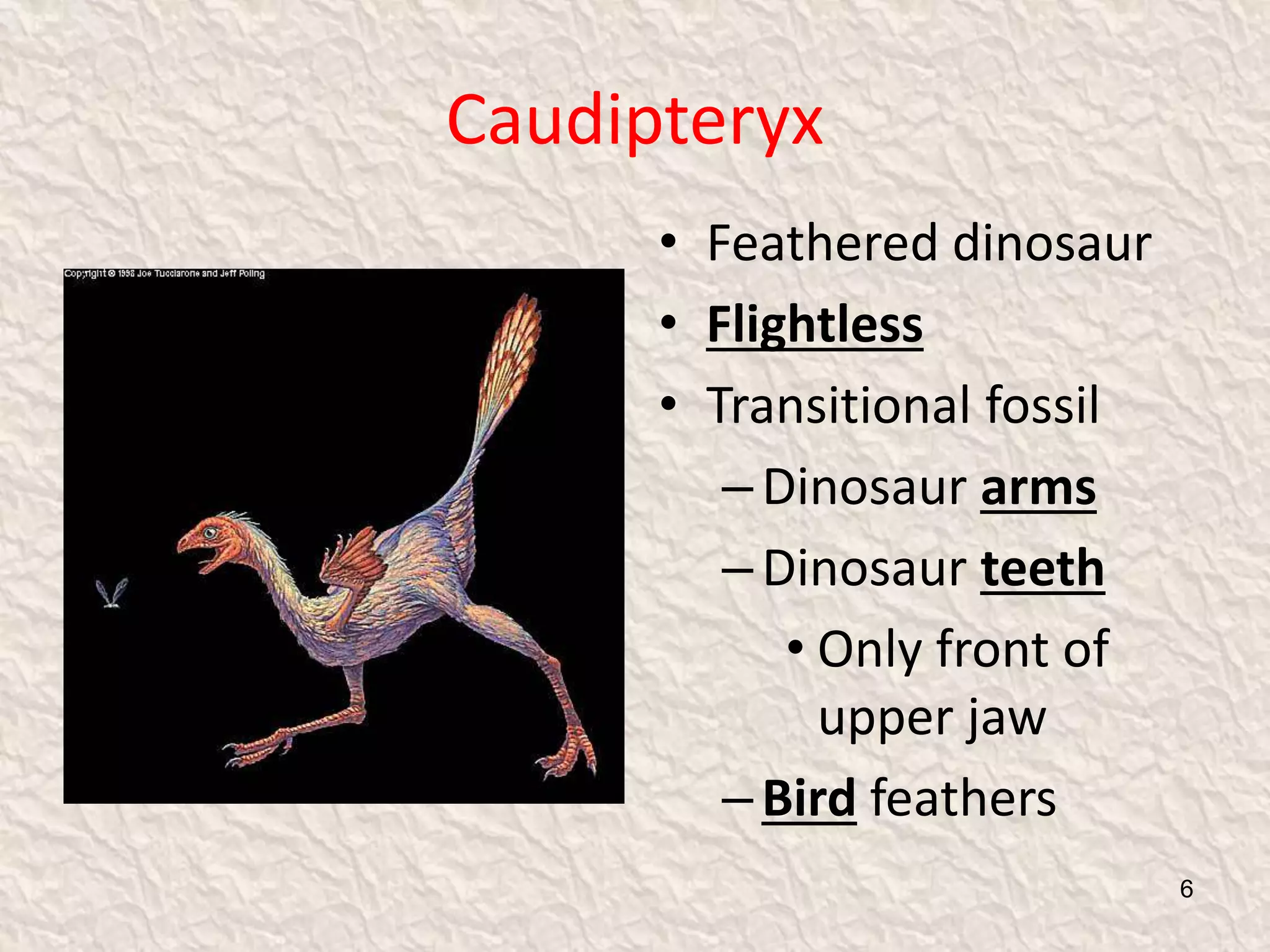 Caudipteryx
• Feathered dinosaur
• Flightless
• Transitional fossil
–Dinosaur arms
–Dinosaur teeth
• Only front of
upper jaw
–Bird feathers
6
 