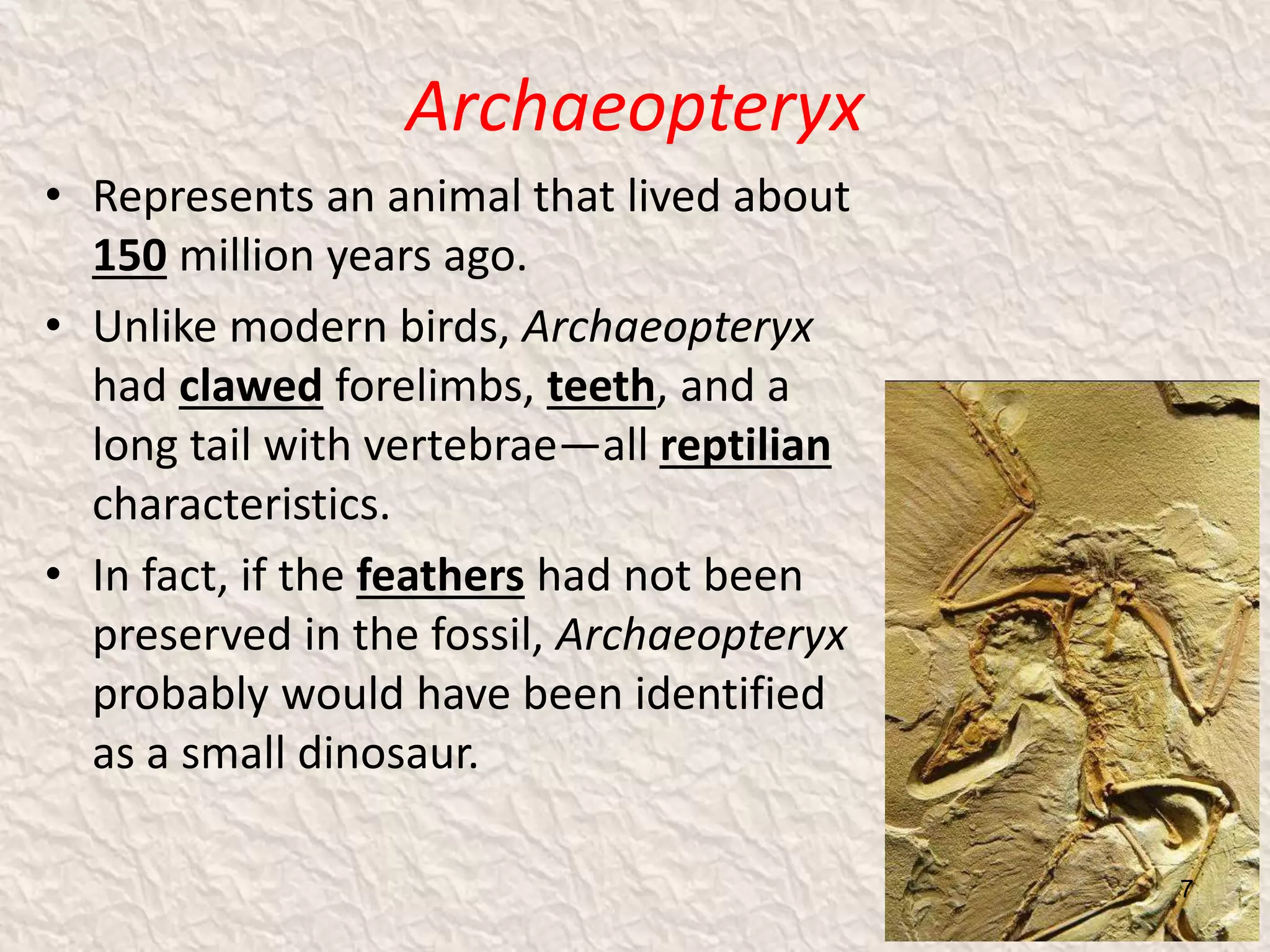 Archaeopteryx
• Represents an animal that lived about
150 million years ago.
• Unlike modern birds, Archaeopteryx
had clawed forelimbs, teeth, and a
long tail with vertebrae—all reptilian
characteristics.
• In fact, if the feathers had not been
preserved in the fossil, Archaeopteryx
probably would have been identified
as a small dinosaur.
7
 