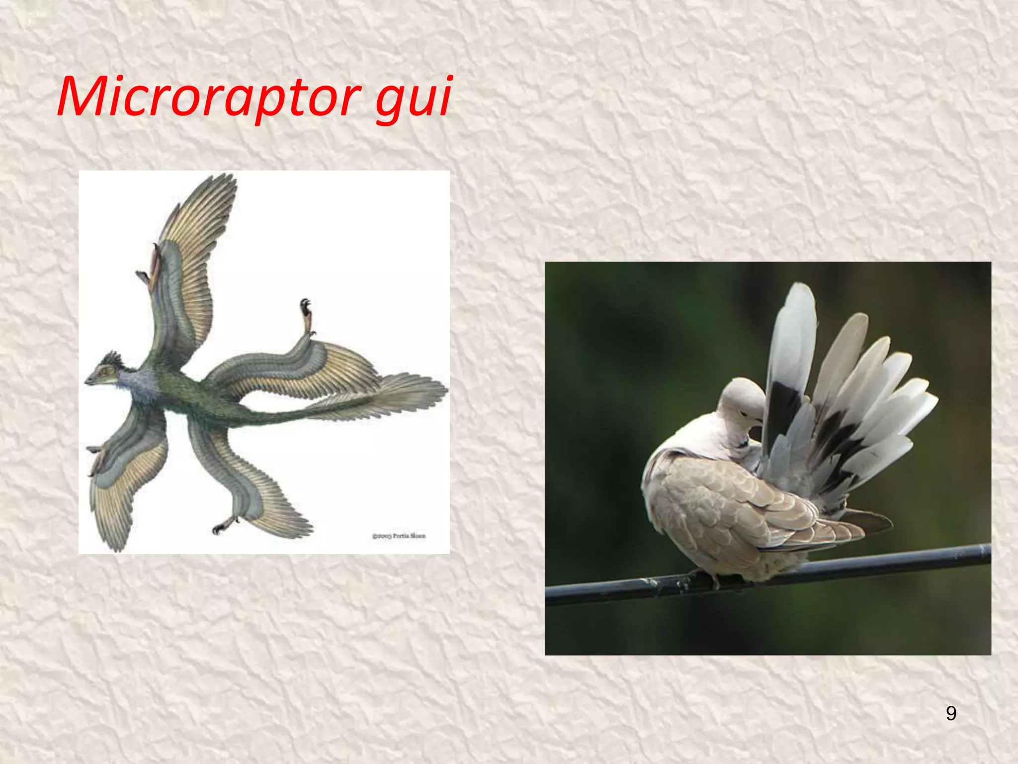 Microraptor gui
9
 