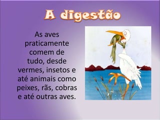 A digestãoAs aves praticamente comem de tudo, desde vermes, insetos e até animais como peixes, rãs, cobras e até outras aves.