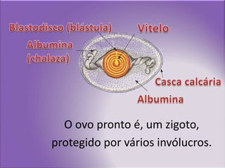 Blastodisco (blástula)ViteloAlbumina(chalaza)Casca calcáriaAlbuminaO ovo pronto é, um zigoto, protegido por vários invólucros.