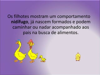 Os filhotes mostram um comportamento nidífugo, já nascem formados e podem caminhar ou nadar acompanhado aos pais na busca de alimentos.