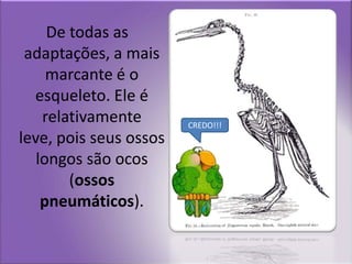  De todas as adaptações, a mais marcante é o esqueleto. Ele é relativamente leve, pois seus ossos longos são ocos (ossos pneumáticos).CREDO!!!