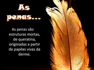 As penas...As penas são estruturas mortas, de queratina, originadas a partir de papilas vivas da derme.