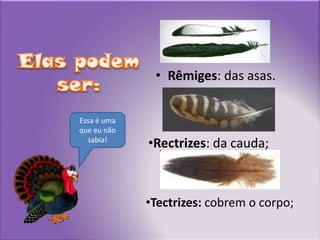 Elas podem ser:Rêmiges: das asas.Essa é uma que eu não sabia!Rectrizes: da cauda;