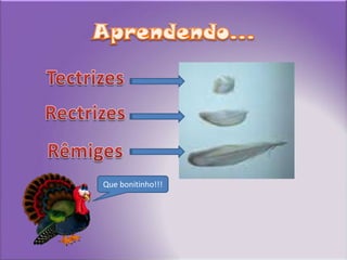 Tectrizes: cobrem o corpo;Aprendendo...TectrizesRectrizesRêmigesQue bonitinho!!!