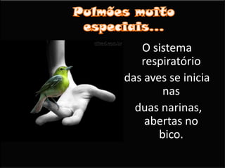 Pulmões muito especiais...O sistema respiratório das aves se inicia nas duas narinas, abertas no bico.