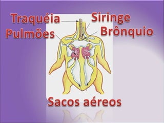 SiringeTraquéiaBrônquioPulmõesSacos aéreos