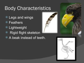 Aves | PPT
