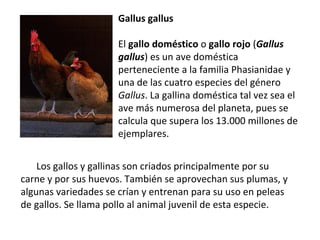 Gallus gallus   El  gallo doméstico  o  gallo rojo  ( Gallus gallus ) es un ave   doméstica perteneciente a la familia   Phasianidae y una de las cuatro especies del género   Gallus . La gallina doméstica tal vez sea el ave más numerosa del planeta, pues se calcula que supera los 13.000 millones de ejemplares. Los gallos y gallinas son criados principalmente por su carne y por sus huevos. También se aprovechan sus plumas, y algunas variedades se crían y entrenan para su uso en peleas de gallos. Se llama pollo al animal juvenil de esta especie. 