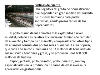 Gallinas de crianza. Han llegado a tal grado de domesticación que dependen en gran medida del cuidado de los seres humanos para poder sobrevivir, siendo presas fáciles de los depredadores. El pollo es uno de los animales más explotados a nivel mundial, debido a su relativa eficiencia en términos de cantidad de alimento y tiempo de desarrollo, comparados con otros tipos de animales consumidos por los seres humanos. Es tan popular, que cada año se consumen más de 33 millones de toneladas de sus músculos, tendones y grasa, y se producen unos 600.000 millones de huevos. Capón, pintada, pollo picantón, pollo tomatero, son hoy especialidades en la producción de carne de estas aves muy apreciadas en gastronomía. 