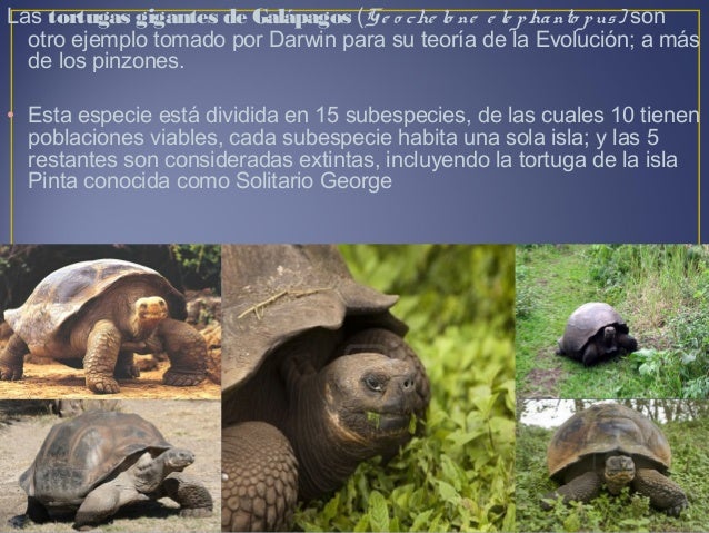 Aves Y Reptiles De Galapagos Por Roberto Ruiz