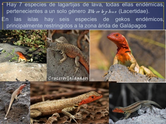 Aves Y Reptiles De Galapagos Por Roberto Ruiz