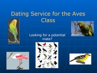Dating Service for the Aves Class Looking for a potential mate? 