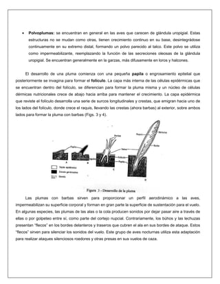 • Polvoplumas: se encuentran en general en las aves que carecen de glándula uropigial. Estas
estructuras no se mudan como otras, tienen crecimiento continuo en su base, desintegrádose
continuamente en su extremo distal, formando un polvo parecido al talco. Este polvo se utiliza
como impermeabilizante, reemplazando la función de las secreciones oleosas de la glándula
uropigial. Se encuentran generalmente en la garzas, más difusamente en loros y halcones.
El desarrollo de una pluma comienza con una pequeña papila o engrosamiento epitelial que
posteriormente se invagina para formar el folículo. La capa más interna de las células epidérmicas que
se encuentran dentro del folículo, se diferencian para formar la pluma misma y un núcleo de células
dérmicas nutricionales crece de abajo hacia arriba para mantener el crecimiento. La capa epidérmica
que reviste el folículo desarrolla una serie de surcos longitudinales y crestas, que emigran hacia uno de
los lados del folículo, donde crece el raquis, llevando las crestas (ahora barbas) al exterior, sobre ambos
lados para formar la pluma con barbas (Figs. 3 y 4).
Las plumas con barbas sirven para proporcionar un perfil aerodinámico a las aves,
impermeabilizan su superficie corporal y forman en gran parte la superficie de sustentación para el vuelo.
En algunas especies, las plumas de las alas o la cola producen sonidos por dejar pasar aire a través de
ellas o por golpeteo entre sí, como parte del cortejo nupcial. Contrariamente, los búhos y las lechuzas
presentan “flecos” en los bordes delanteros y traseros que cubren el ala en sus bordes de ataque. Estos
“flecos” sirven para silenciar los sonidos del vuelo. Este grupo de aves nocturnas utiliza esta adaptación
para realizar ataques silenciosos roedores y otras presas en sus vuelos de caza.
 