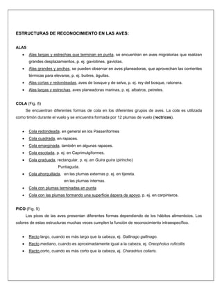 ESTRUCTURAS DE RECONOCIMIENTO EN LAS AVES:
ALAS
• Alas largas y estrechas que terminan en punta, se encuentran en aves migratorias que realizan
grandes desplazamientos, p. ej. gaviotines, gaviotas.
• Alas grandes y anchas, se pueden observar en aves planeadoras, que aprovechan las corrientes
térmicas para elevarse, p. ej. buitres, águilas.
• Alas cortas y redondeadas, aves de bosque y de selva, p. ej. rey del bosque, ratonera.
• Alas largas y estrechas, aves planeadoras marinas, p. ej. albatros, petreles.
COLA (Fig. 8)
Se encuentran diferentes formas de cola en los diferentes grupos de aves. La cola es utilizada
como timón durante el vuelo y se encuentra formada por 12 plumas de vuelo (rectrices).
• Cola redondeada, en general en los Passeriformes
• Cola cuadrada, en rapaces.
• Cola emarginada, también en algunas rapaces.
• Cola escotada, p. ej. en Caprimulgiformes.
• Cola graduada, rectangular, p. ej .en Guira guira (pirincho)
Puntiaguda.
• Cola ahorquillada, en las plumas externas p. ej. en tijereta.
en las plumas internas.
• Cola con plumas terminadas en punta
• Cola con las plumas formando una superficie áspera de apoyo, p. ej. en carpinteros.
PICO (Fig. 9)
Los picos de las aves presentan diferentes formas dependiendo de los hábitos alimenticios. Los
colores de estas estructuras muchas veces cumplen la función de reconocimiento intraespecífico.
• Recto largo, cuando es más largo que la cabeza, ej. Gallinago gallinago.
• Recto mediano, cuando es aproximadamente igual a la cabeza, ej. Oreopholus ruficollis
• Recto corto, cuando es más corto que la cabeza, ej. Charadrius collaris.
 