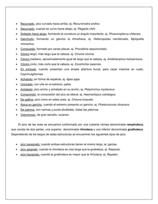 • Recurvado, pico curvado hacia arriba, ej. Recurvirostra andina
• Decurvado, cuando es curvo hacia abajo, ej. Plegadis chihi
• Doblado hacia abajo, formando la curvatura un ángulo importante, ej. Phoenicopterus chilensis.
• Ganchudo, formando un gancho la rhinotheca, ej. Heterospizias meridionalis, Myiopsitta
monachus.
• Compuesto, formado por varias placas, ej. Procellaria aequinoctialis.
• Cónico largo, más largo que la cabeza, ej. Ciconia ciconia.
• Cónico mediano, aproximadamente igual de largo que la cabeza, ej. Ambliramphus holosericeus.
• Cónico corto, más corto que la cabeza, ej. Zonotrichia capensis.
• En embudo, cuando presentan una amplia abertura bucal, para cazar insectos en vuelo,
Caprimulgiformes.
• Achatado, en forma de espátula, ej. Ajaia ajaja.
• Uncinado, con uña en el extremo, patos
• Achatado, pico ancho y achatado en su ancho, ej. Platyrinchus mystaceus.
• Comprimido, la compresión del pico es lateral, ej. Haemantopus ostralegus.
• De gallina, pico como en estas aves, ej. Chauna torquata.
• Ápice en gancho, cuando el extremo presenta un gancho, ej. Phalacrocorax olivaceus.
• De paloma, con narinas y punta abultadas, todas las palomas
• Voluminoso, de gran tamaño, tucanes.
El pico de las aves se encuentra conformado por una cubierta córnea denominada ramphoteca,
que consta de dos partes, una superior, denominada rhinoteca y una inferior denominada gnathoteca.
Dependiendo de los largos de estas estructuras se encuentran los siguientes tipos de pico:
• pico paragnato, cuando ambas estructuras tienen el mismo largo, ej .garzas.
• pico epignato, cuando la rhinoteca es mas larga que la gnatoteca, ej. Rapaces.
• pico hipognato, cuando la gnathoteca es mayor que la rhinoteca, ej. Rayador.
 