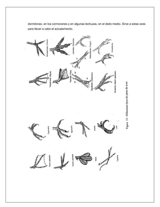 dormilones, en los cormoranes y en algunas lechuzas, en el dedo medio. Sirve a estas aves
para llevar a cabo el acicalamiento.
 