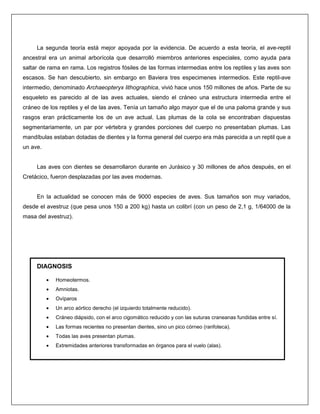 La segunda teoría está mejor apoyada por la evidencia. De acuerdo a esta teoría, el ave-reptil
ancestral era un animal arborícola que desarrolló miembros anteriores especiales, como ayuda para
saltar de rama en rama. Los registros fósiles de las formas intermedias entre los reptiles y las aves son
escasos. Se han descubierto, sin embargo en Baviera tres especimenes intermedios. Este reptil-ave
intermedio, denominado Archaeopteryx lithographica, vivió hace unos 150 millones de años. Parte de su
esqueleto es parecido al de las aves actuales, siendo el cráneo una estructura intermedia entre el
cráneo de los reptiles y el de las aves. Tenía un tamaño algo mayor que el de una paloma grande y sus
rasgos eran prácticamente los de un ave actual. Las plumas de la cola se encontraban dispuestas
segmentariamente, un par por vértebra y grandes porciones del cuerpo no presentaban plumas. Las
mandíbulas estaban dotadas de dientes y la forma general del cuerpo era más parecida a un reptil que a
un ave.
Las aves con dientes se desarrollaron durante en Jurásico y 30 millones de años después, en el
Cretácico, fueron desplazadas por las aves modernas.
En la actualidad se conocen más de 9000 especies de aves. Sus tamaños son muy variados,
desde el avestruz (que pesa unos 150 a 200 kg) hasta un colibrí (con un peso de 2,1 g, 1/64000 de la
masa del avestruz).
DIAGNOSIS
• Homeotermos.
• Amniotas.
• Ovíparos
• Un arco aórtico derecho (el izquierdo totalmente reducido).
• Cráneo diápsido, con el arco cigomático reducido y con las suturas craneanas fundidas entre sí.
• Las formas recientes no presentan dientes, sino un pico córneo (ranfoteca).
• Todas las aves presentan plumas.
• Extremidades anteriores transformadas en órganos para el vuelo (alas).
 