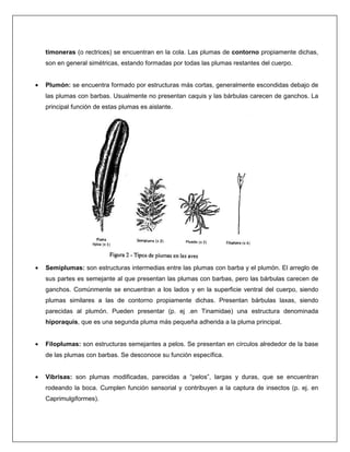 timoneras (o rectrices) se encuentran en la cola. Las plumas de contorno propiamente dichas,
son en general simétricas, estando formadas por todas las plumas restantes del cuerpo.
• Plumón: se encuentra formado por estructuras más cortas, generalmente escondidas debajo de
las plumas con barbas. Usualmente no presentan caquis y las bárbulas carecen de ganchos. La
principal función de estas plumas es aislante.
• Semiplumas: son estructuras intermedias entre las plumas con barba y el plumón. El arreglo de
sus partes es semejante al que presentan las plumas con barbas, pero las bárbulas carecen de
ganchos. Comúnmente se encuentran a los lados y en la superficie ventral del cuerpo, siendo
plumas similares a las de contorno propiamente dichas. Presentan bárbulas laxas, siendo
parecidas al plumón. Pueden presentar (p. ej .en Tinamidae) una estructura denominada
hiporaquis, que es una segunda pluma más pequeña adherida a la pluma principal.
• Filoplumas: son estructuras semejantes a pelos. Se presentan en círculos alrededor de la base
de las plumas con barbas. Se desconoce su función específica.
• Vibrisas: son plumas modificadas, parecidas a “pelos”, largas y duras, que se encuentran
rodeando la boca. Cumplen función sensorial y contribuyen a la captura de insectos (p. ej. en
Caprimulgiformes).
 