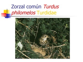 Zorzal común  Turdus philomelos   Turdidae 