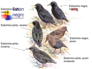 Estornino pinto  Sturnus vulgaris , negro  S. Unicolor   Sturnidae Estornino negro, verano Estornino pinto, verano Estornino pinto, invierno Estornino pinto, joven mudando Estornino negro, joven Estornino negro, invierno 
