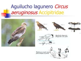 Aguilucho lagunero  Circus aeruginosus   Accipitridae 