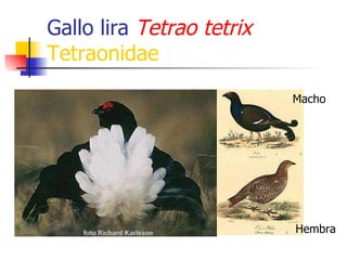 Gallo lira  Tetrao tetrix   Tetraonidae Macho Hembra 