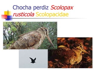 Chocha perdiz  Scolopax rusticola   Scolopacidae 