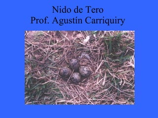 Nido de Tero   Prof. Agustín Carriquiry  