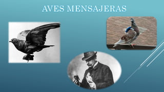 Aves 2
