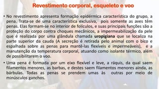 • No revestimento apresenta formação epidérmica característica do grupo, a
pena. Trata-se de uma característica exclusiva, pois somente as aves têm
penas. Elas formam-se no interior de folículos, e suas principais funções são a
proteção do corpo contra choques mecânicos, a impermeabilização da pele
que é realizada por uma glândula chamada uropigiana que se localiza na
parte superior da cauda (A secreção é retirada pelo animal com o bico e
espalhada sobre as penas para mantê-las flexíveis e impermeáveis), e a
manutenção da temperatura corporal, atuando como isolante térmico, além
de possibilitarem o voo.
• Uma pena é formada por um eixo flexível e leve, a ráquis, da qual saem
filamentos menores, as barbas, e destes saem filamentos menores ainda, as
bárbulas. Todas as penas se prendem umas às outras por meio de
minúsculos ganchos.
 