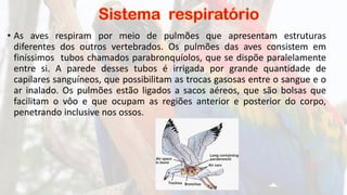 • As aves respiram por meio de pulmões que apresentam estruturas
diferentes dos outros vertebrados. Os pulmões das aves consistem em
finíssimos tubos chamados parabronquíolos, que se dispõe paralelamente
entre si. A parede desses tubos é irrigada por grande quantidade de
capilares sanguíneos, que possibilitam as trocas gasosas entre o sangue e o
ar inalado. Os pulmões estão ligados a sacos aéreos, que são bolsas que
facilitam o vôo e que ocupam as regiões anterior e posterior do corpo,
penetrando inclusive nos ossos.
 