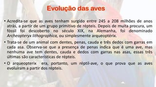 • Acredita-se que as aves tenham surgido entre 245 a 208 milhões de anos
atrás, a partir de um grupo primitivo de répteis. Depois de muita procura, um
fóssil foi descoberto no século XIX, na Alemanha, foi denominado
Archeopteryx lithographica, ou simplesmente arqueoptérix.
• Trata-se de um animal com dentes, penas, cauda e três dedos com garras em
cada asa. Observa-se que a presença de penas indica que é uma ave, mas
nenhuma ave tem dentes, cauda e dedos com garras nas asas, essas três
últimas são características de répteis.
• O arqueopterix era, portanto, um réptil-ave, o que prova que as aves
evoluíram a partir dos répteis.
 