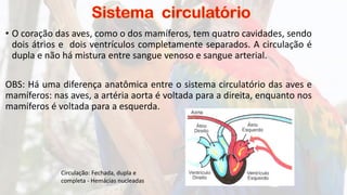 • O coração das aves, como o dos mamíferos, tem quatro cavidades, sendo
dois átrios e dois ventrículos completamente separados. A circulação é
dupla e não há mistura entre sangue venoso e sangue arterial.
OBS: Há uma diferença anatômica entre o sistema circulatório das aves e
mamíferos: nas aves, a artéria aorta é voltada para a direita, enquanto nos
mamíferos é voltada para a esquerda.
Circulação: Fechada, dupla e
completa - Hemácias nucleadas
 