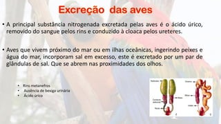 • A principal substância nitrogenada excretada pelas aves é o ácido úrico,
removido do sangue pelos rins e conduzido à cloaca pelos ureteres.
• Aves que vivem próximo do mar ou em ilhas oceânicas, ingerindo peixes e
água do mar, incorporam sal em excesso, este é excretado por um par de
glândulas de sal. Que se abrem nas proximidades dos olhos.
• Rins metanefros
• Ausência de bexiga urinária
• Ácido úrico
 