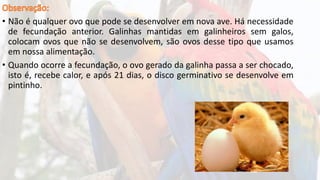 • Não é qualquer ovo que pode se desenvolver em nova ave. Há necessidade
de fecundação anterior. Galinhas mantidas em galinheiros sem galos,
colocam ovos que não se desenvolvem, são ovos desse tipo que usamos
em nossa alimentação.
• Quando ocorre a fecundação, o ovo gerado da galinha passa a ser chocado,
isto é, recebe calor, e após 21 dias, o disco germinativo se desenvolve em
pintinho.
 