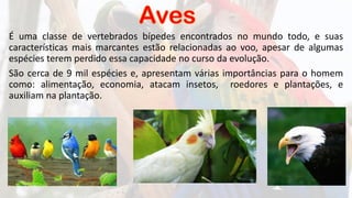 É uma classe de vertebrados bípedes encontrados no mundo todo, e suas
características mais marcantes estão relacionadas ao voo, apesar de algumas
espécies terem perdido essa capacidade no curso da evolução.
São cerca de 9 mil espécies e, apresentam várias importâncias para o homem
como: alimentação, economia, atacam insetos, roedores e plantações, e
auxiliam na plantação.
 