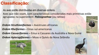 As aves estão distribuídas em diversas ordens.
Aves que não voam, com características consideradas mais primitivas estão
agrupadas na superordem Paleognathae (ou ratitas)
Ordem Struthioniformes – Avestruzes africanas
Ordem Rheiformes – Emas sul-americanas
Ordem Casuariformes – Emus e Casuares da Austrália e Nova Guiné
Ordem Apterygiformes – Moas e Quivis da Nova Zelândia
 