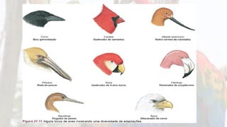 aves 2.pdf