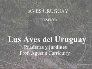AVES URUGUAY PRESENTA Las Aves  del  Uruguay Praderas y jardines  Prof. Agustín Carriquiry   