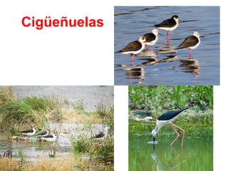 Cigüeñuelas
 