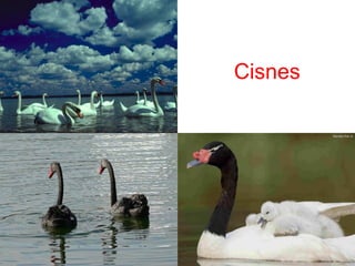 Cisnes
 