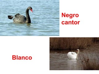 Blanco
Negro
cantor
 