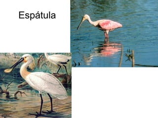 Espátula
 