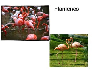 Flamenco
 