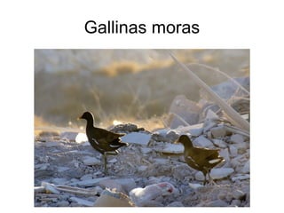 Gallinas moras
 