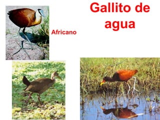 Gallito de
aguaAfricano
 